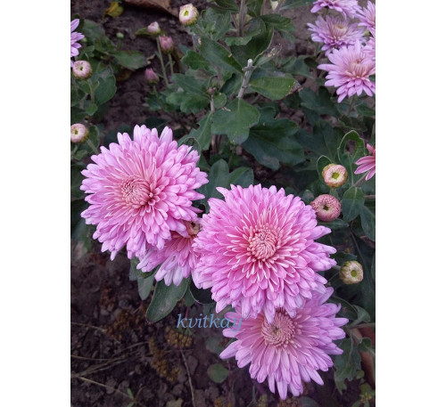 Хризантема бордюрна літня Рожева великоквіткова "Перлина літа" (умов)
